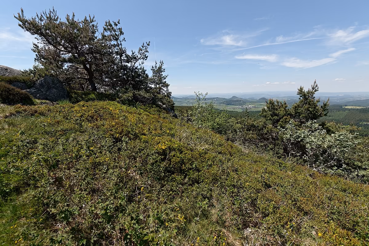 Un paysage boisé vu depuis le pic du Lizieux, à Araules, en Haute-Loire.